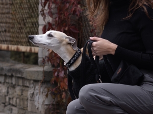 esmefordog x luffy-16.jpg