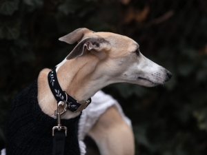 esmefordog x luffy-29.jpg